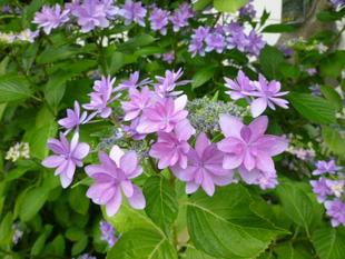 【アジサイ】の季節です♪