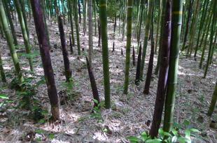 【たけのこ】生育状況♪