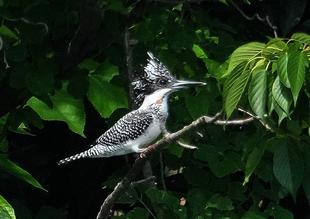 【ヤマセミ】フィーバー♪