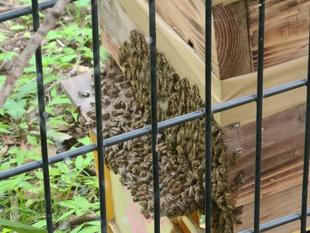 長浜公園【養蜂】（ニホンミツバチ）順調です♪