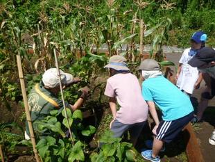 【夏野菜の収穫体験】を開催したよ～♪