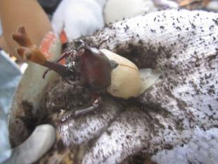 【生きもの植物観察ツアー】『カブトムシツアー』を開催しました♪