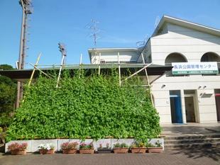 【グリーンカーテン】成長中！