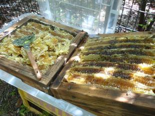 長浜公園【養蜂】（ニホンミツバチ）状況～採蜜しました♪～