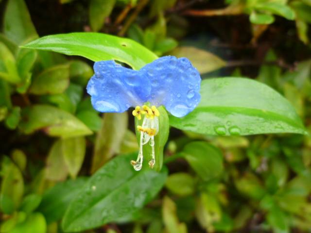 【白露】【草露白】秋めいてきましたね♪の写真