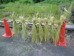 今年も【稲刈】しました～♪