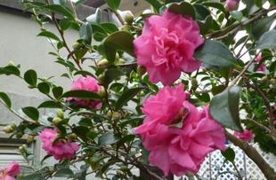 【立冬】そして【山茶始開】頃です♪