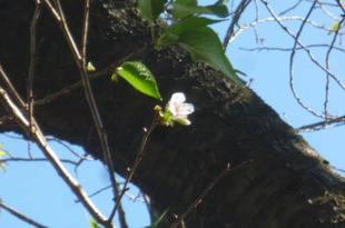 園内の植物情報【オオシマザクラ狂い咲き】（驚愕！）