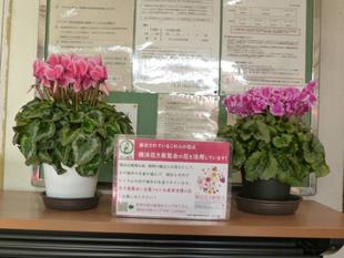 【横浜花き展覧会】の花たち