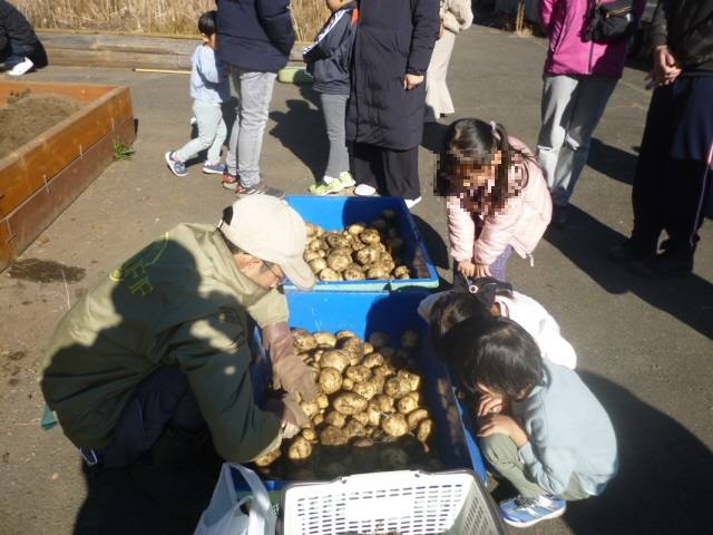 【ジャガイモ収穫体験】を開催したよ~♪の写真