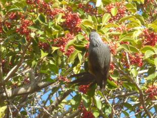 もうすぐ【大寒】ですね。【蕗冬華】（ふきのはなさく）。春が待ち遠しいです。