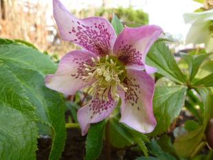 園内植物と野鳥のようす