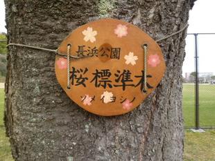 2024年3月上旬より 【サクラの開花情報】を発信します🌸