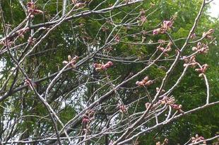 【サクラ開花情報2024】3月21日  雀始巣(すずめはじめてすくう)、つぼみのままです。