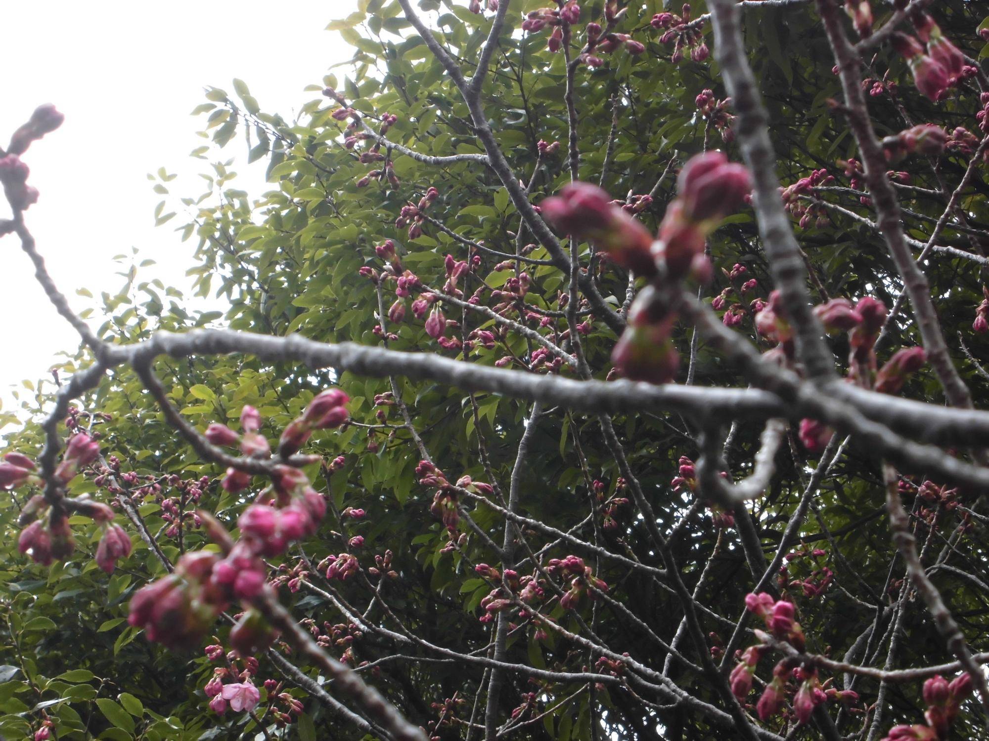 【サクラ開花情報2024】3月25日 桜始開(さくらはじめてひらく)の頃、でも蕾のまま。の写真