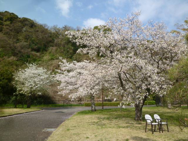 【サクラ開花情報2024】4月3日 ソメイヨシノ3分咲き🌸 オオシマザクラ満開♪の写真