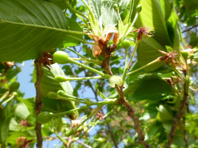【サクラ開花情報2024】あっという間に葉桜、そして『さくらんぼ』🍒の写真