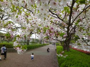 【サクラ開花情報2024】4月8日 ソメイヨシノ満開です🌸