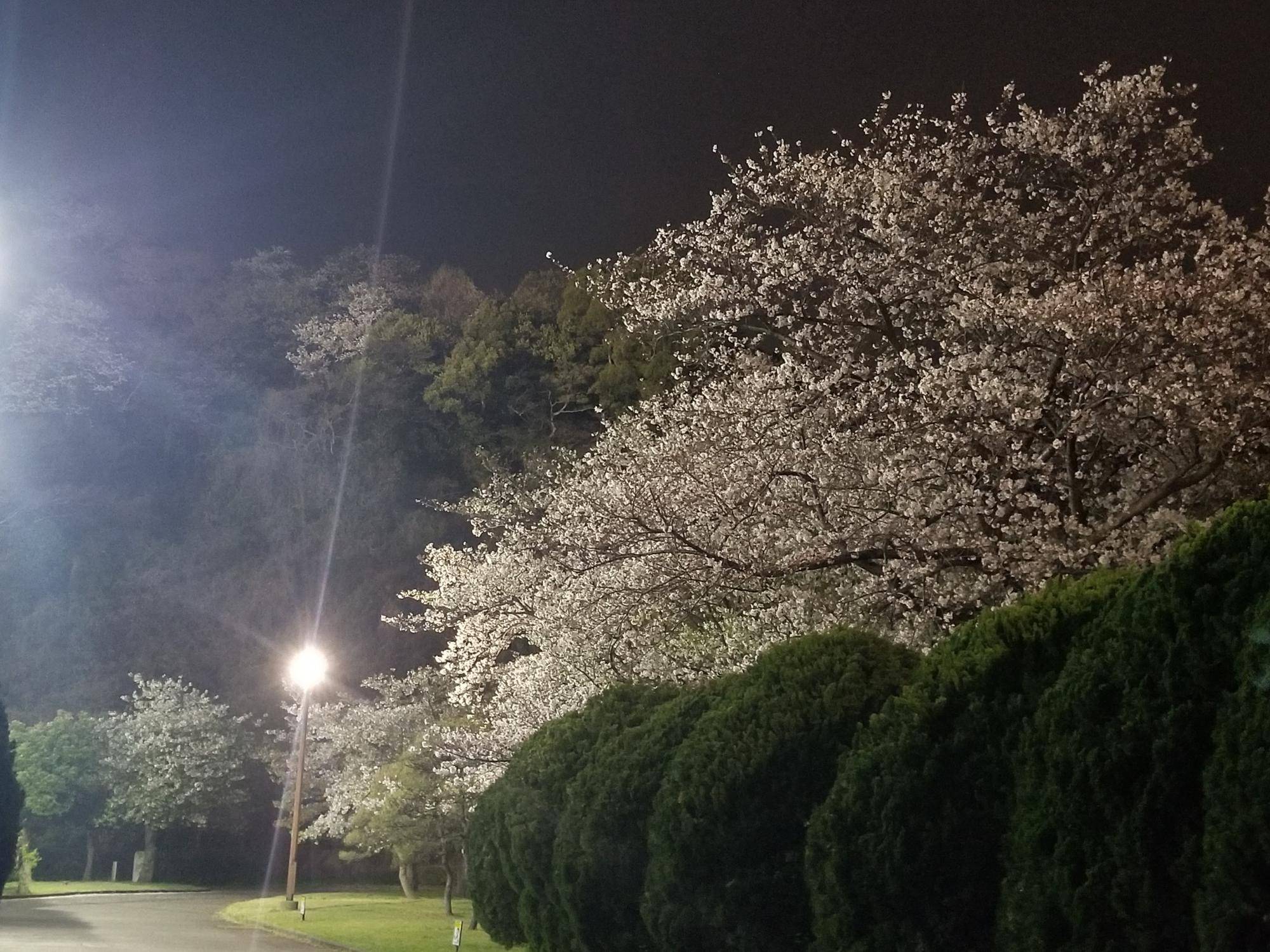 【サクラ開花情報2024】4月9日 満開の夜桜🌸の写真