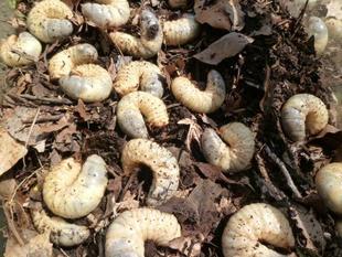 『カブトムシツアー』準備中♪　※【閲覧注意】カブトムシの幼虫写真あり