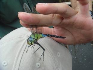 【トンボ調査】を実施しました♪