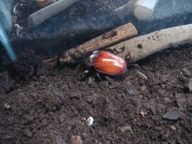 【カブトムシ展示】始めました(^^♪の写真