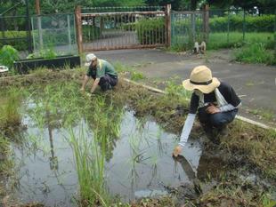 【田植え】を行ったよ～♪