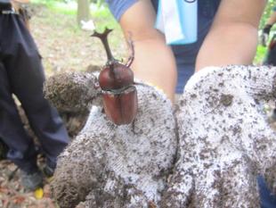 【カブトムシ観察ツアー】のお知らせ
