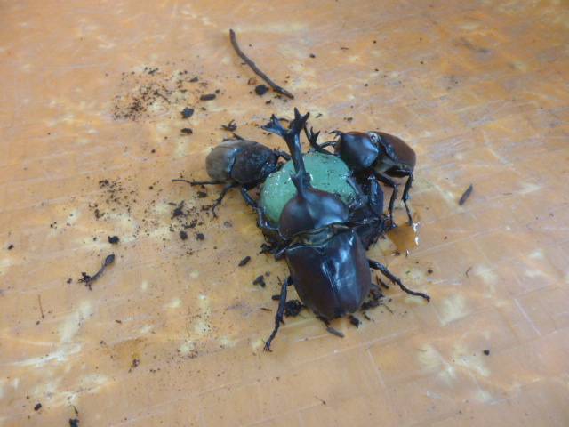 【カブトムシツアー】を開催しました♪の写真