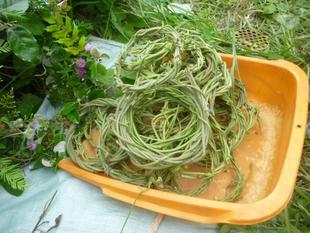 【ロスフラワープロジェクト】への協力♪