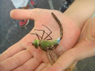 【トンボとり大作戦】を開催しました♪