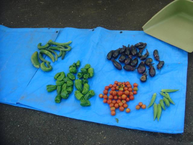 【夏野菜収穫体験】を開催したよ~🍅の写真