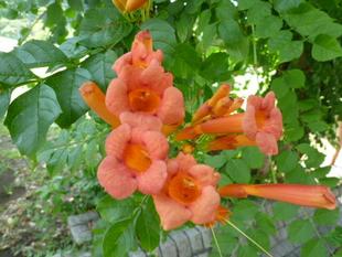 【大雨時行】（たいうときどきふる）頃、【ノウゼンカズラ】（凌霄花）が咲いてますよ♪