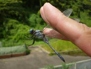 【トンボとり大作戦中止によるトンボ自主捕獲調査】を行いました。