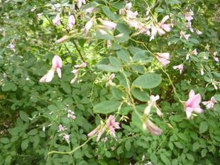 秋の七草のひとつです・・・【ハギ】