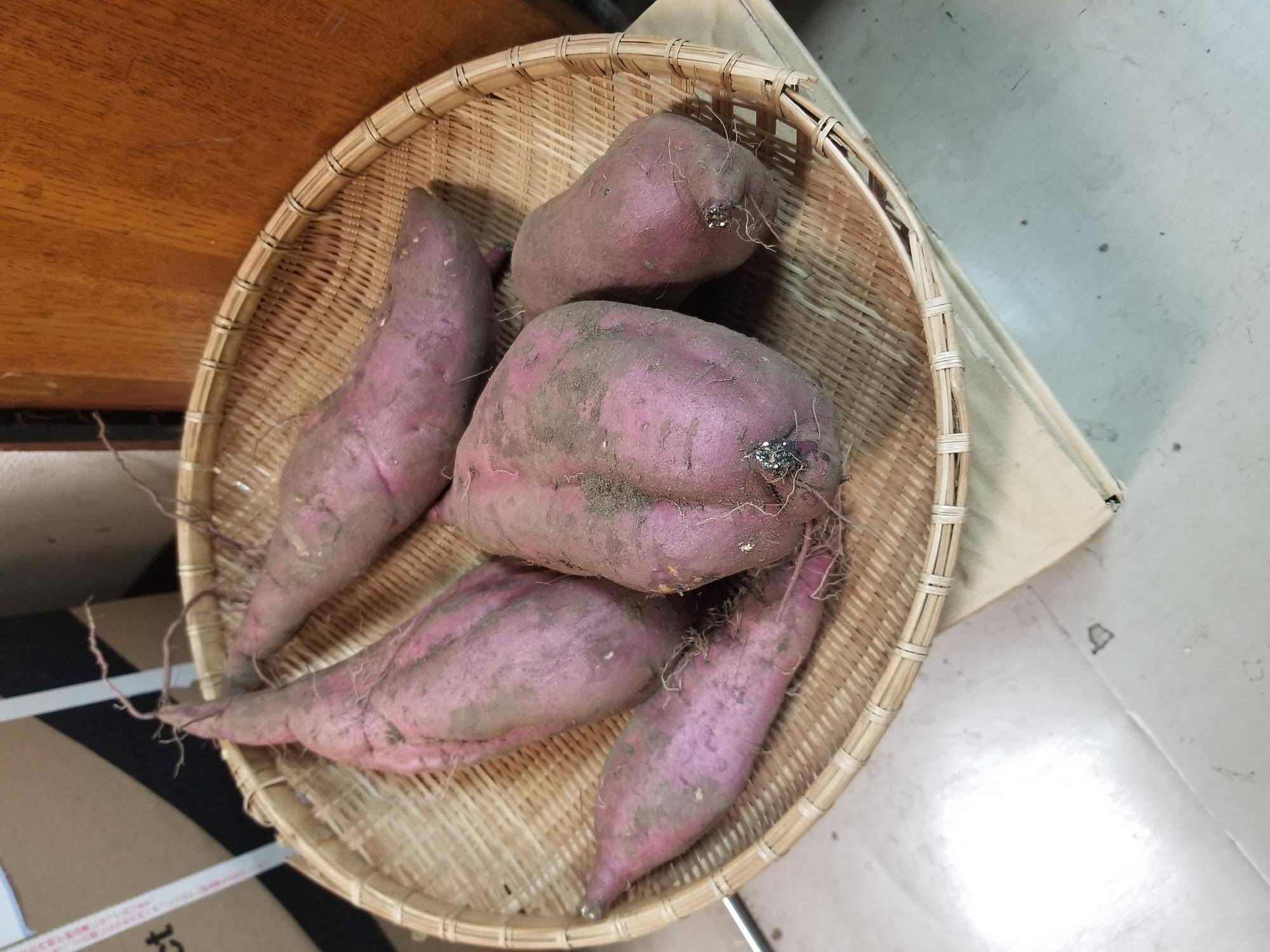 【サツマイモ収穫体験】開催のお知らせ♪の写真