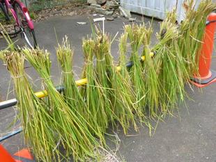 今年度最後の【トンボとり大作戦】と【稲刈り】を開催しました♪