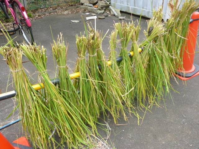今年度最後の【トンボとり大作戦】と【稲刈り】を開催しました♪の写真