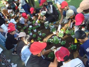 【近隣小学校との協働で花壇に花苗を植えました】（花育）🌼