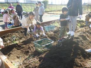 【ジャガイモ収穫体験】のお知らせ