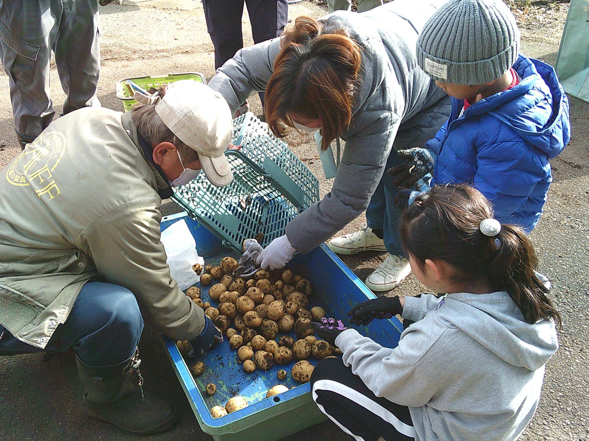 【ジャガイモ収穫体験】を開催しました🥔の写真