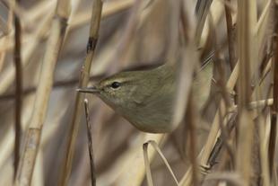 【黄鴬晛睆】（うぐいすなく）