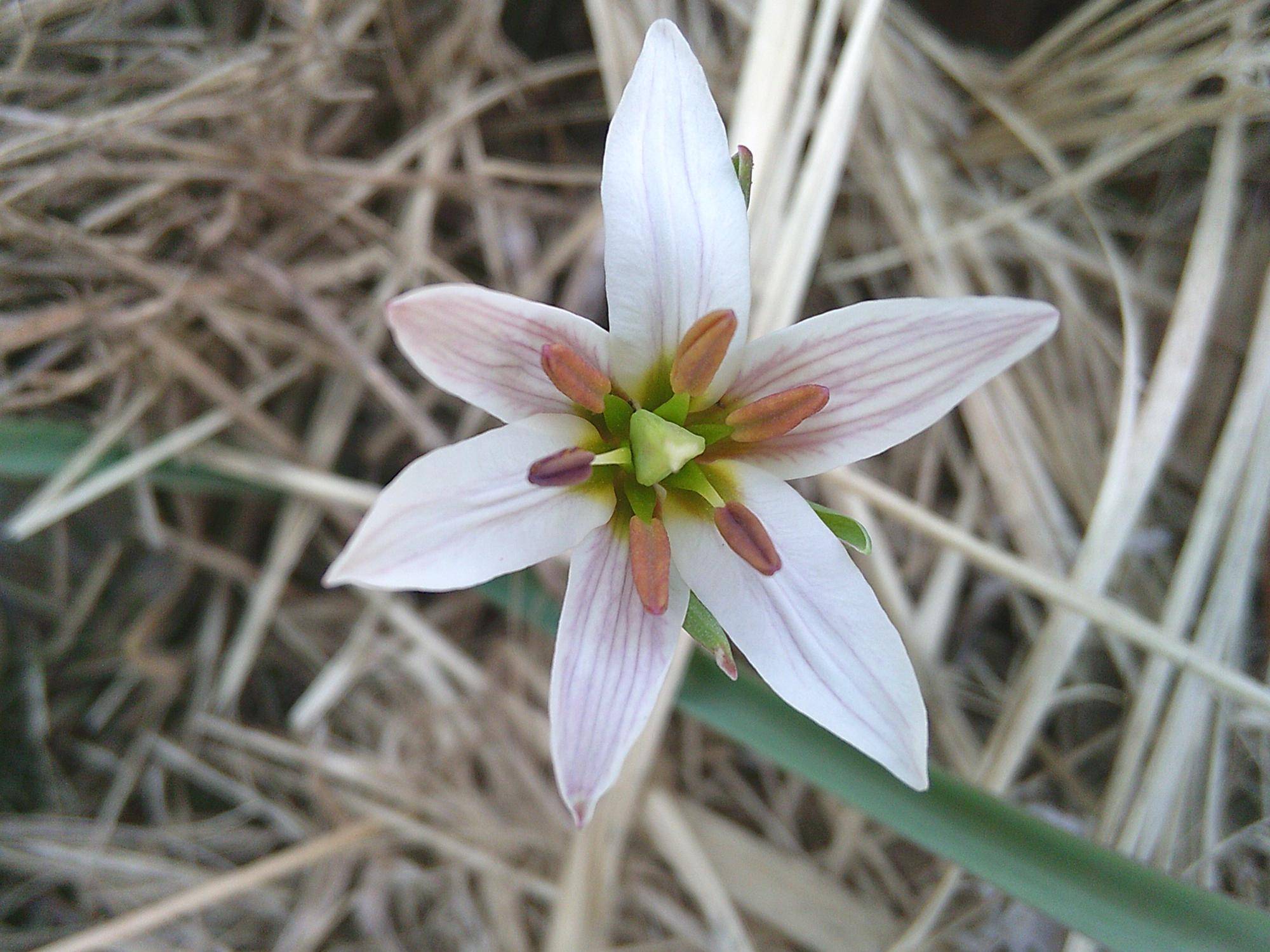 【アマナ】の花が咲いたよ~♪の写真