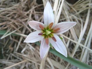 【アマナ】の花が咲いたよ～♪