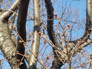 【サクラ開花情報2025】まだまだ、つぼみです。