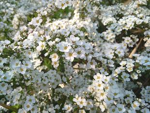 【ユキヤナギ】の花が咲いたよ♪