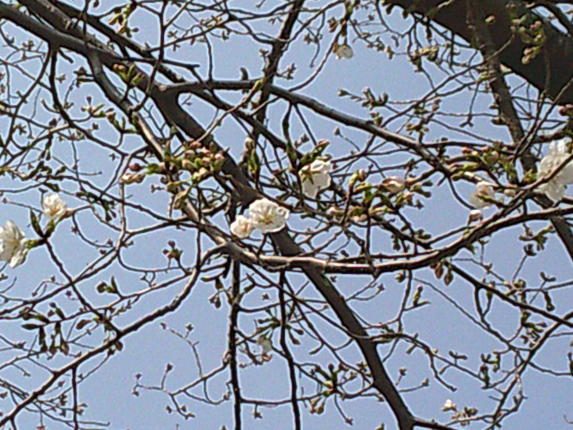 【サクラ開花情報2025】標準木(ソメイヨシノ)開花宣言🌸の写真