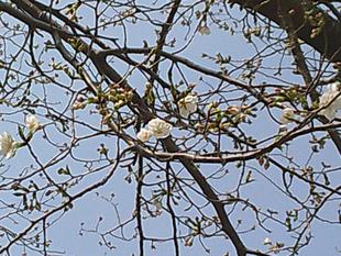 【サクラ開花情報2025】標準木（ソメイヨシノ）開花宣言🌸