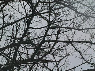 【サクラ開花情報2025】3月5日　霙日の『啓蟄』つぼみ固し