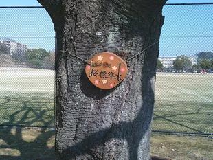 2025年3月4日より【サクラ開花情報】を発信します🌸